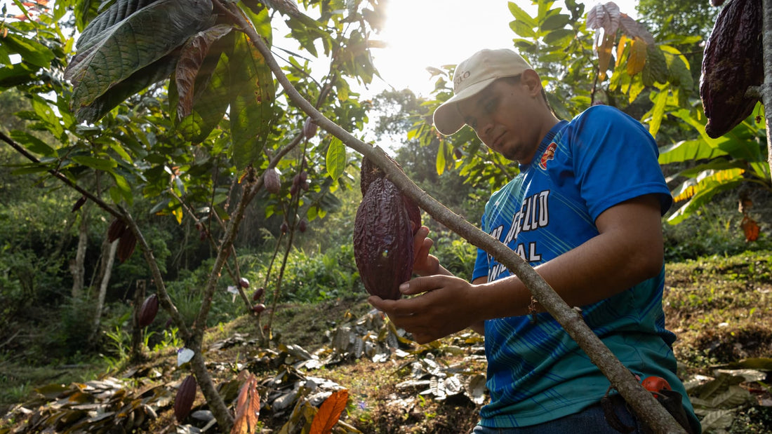 Sweet Surge - Cocoa & Coffee Prices Hit Record Peaks