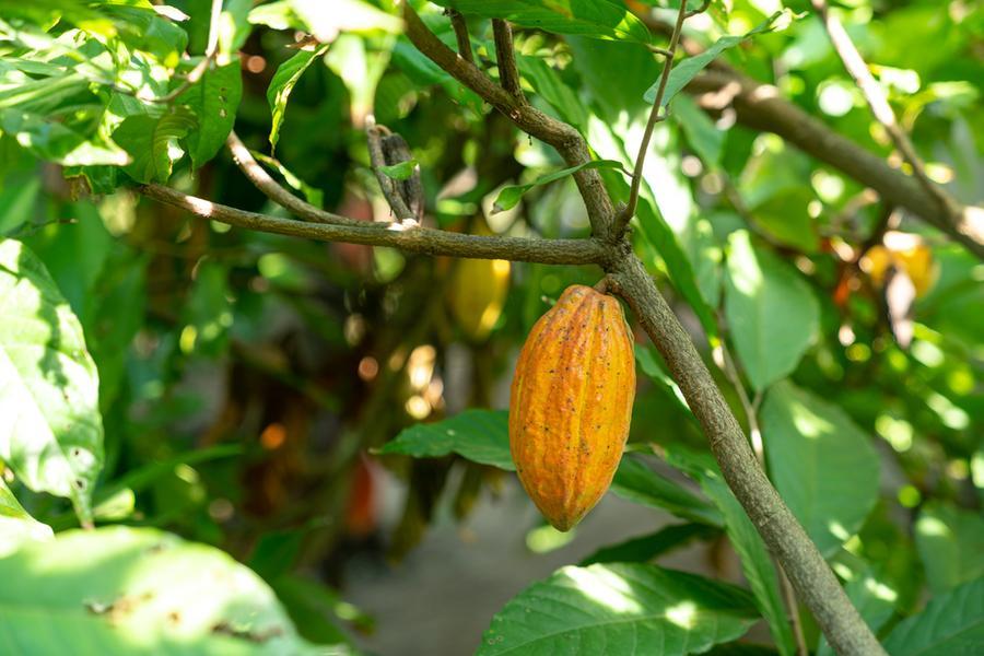 EU Grants DRC Coffee and Cocoa Producers Extra Year to Comply