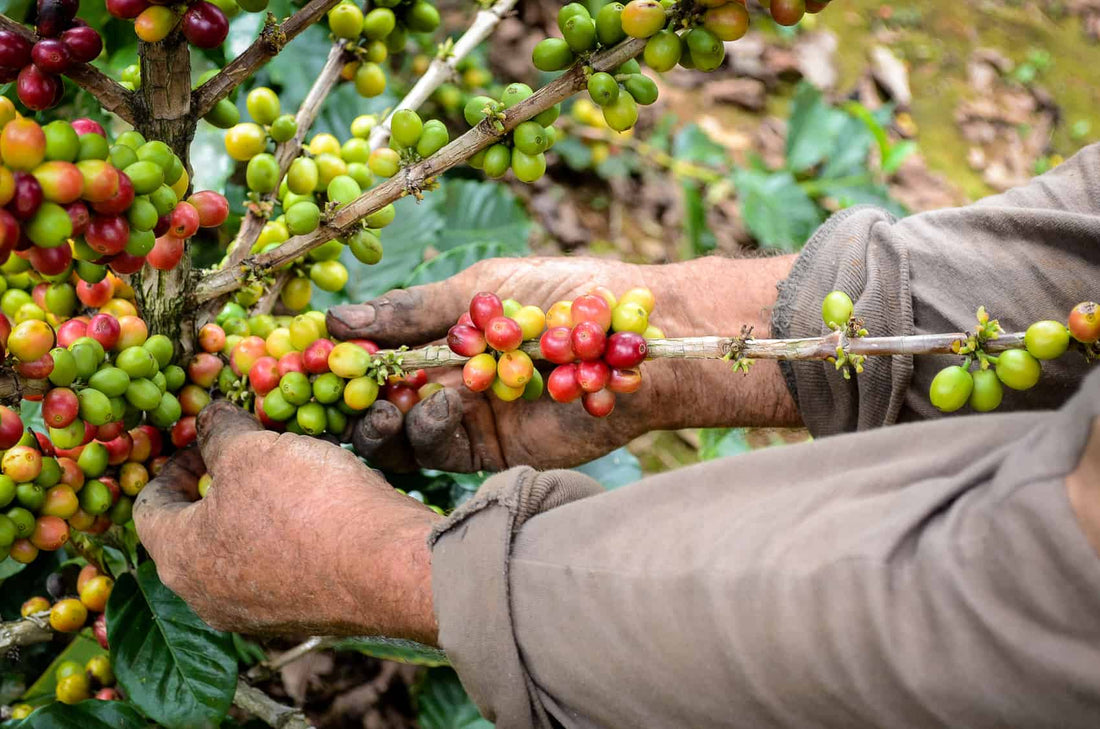 Costa Rica's Coffee Crisis - Labor Shortages and Unseasonable Rains