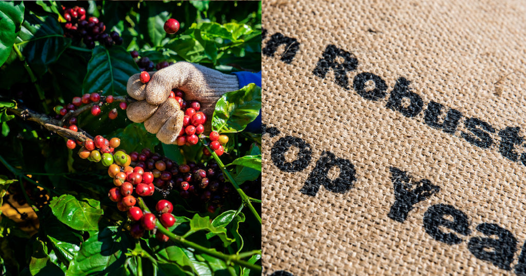 Robusta Rises - A 29-Year Price Peak Explored