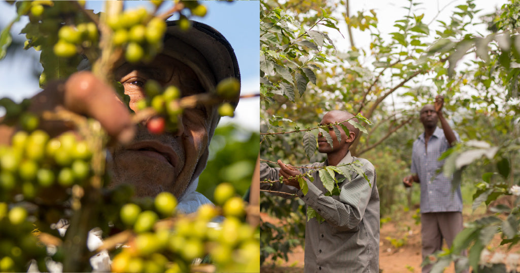 Coffee Wealth Gap - A Challenge for Small Producers