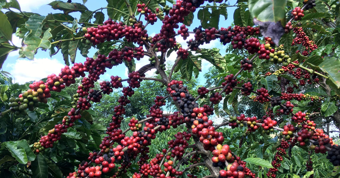 Brazil's Coffee Crop Surges for a Third Year