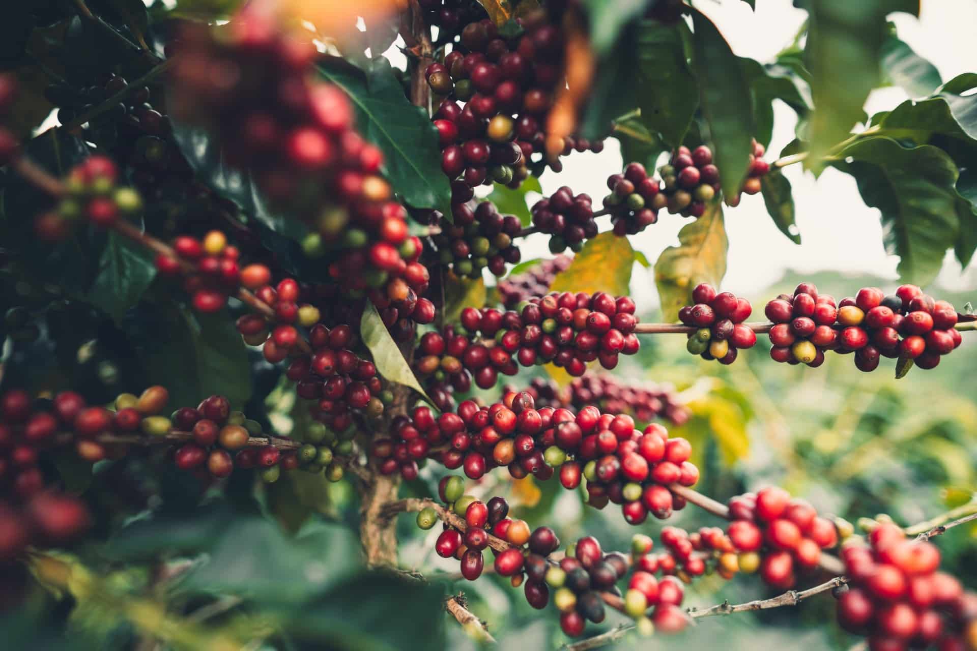 Brewing Billions - Specialty Coffee Market to Hit $152B by 2030