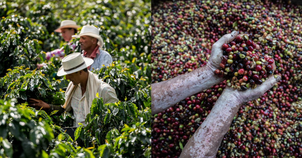 Honduras Coffee - A Rising Star Amidst High Prices