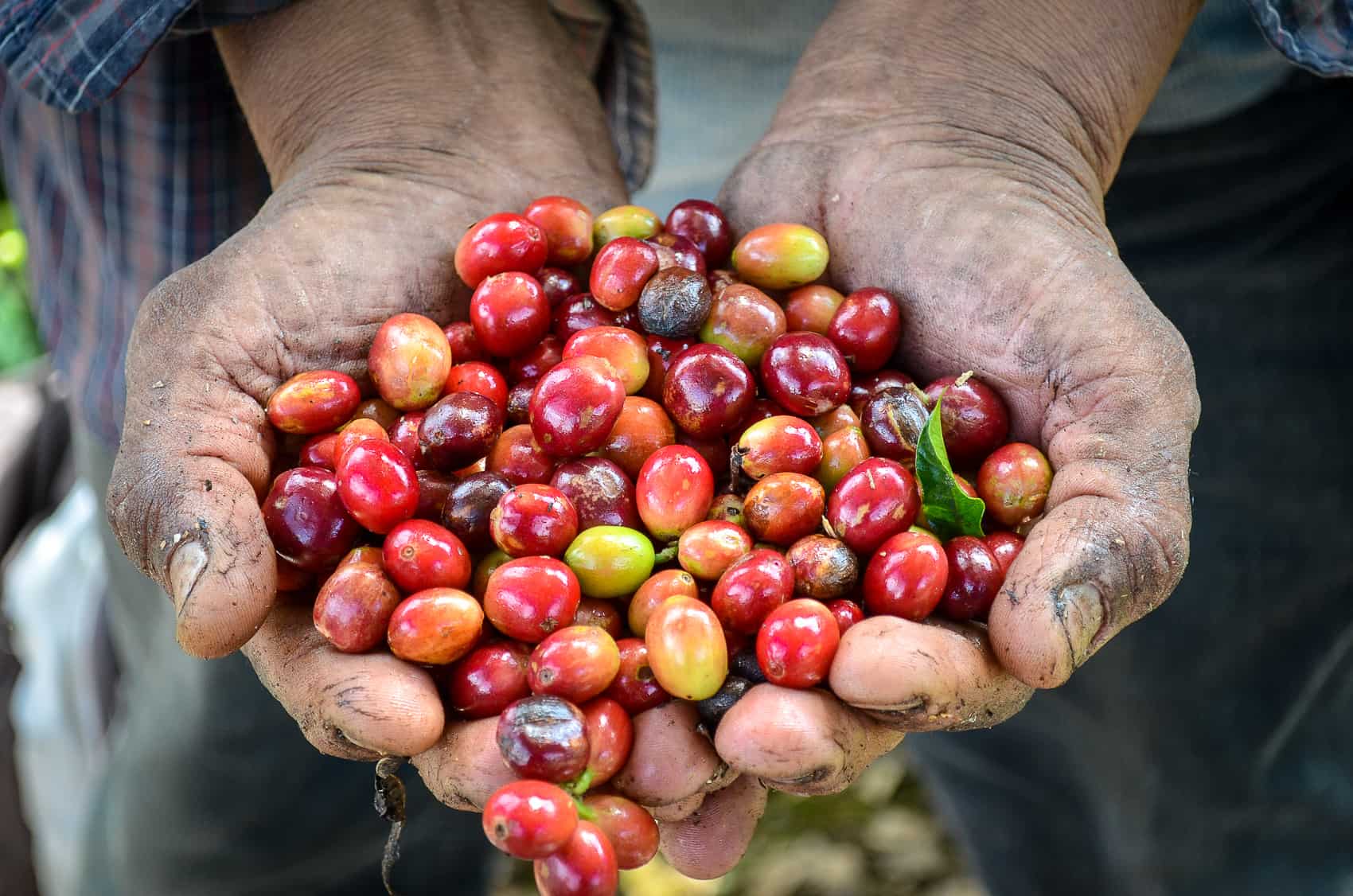 Costa Rica's Coffee+ Initiative - A Step Towards Sustainable Production