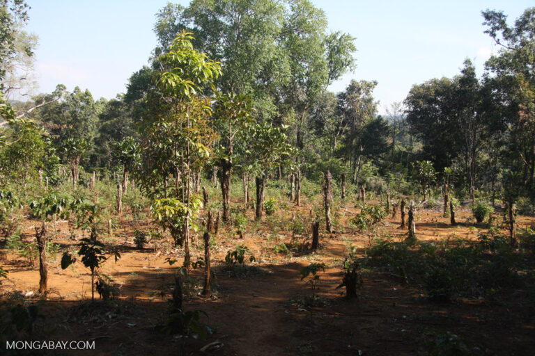 Coffee Companies Gear Up for EU Deforestation Regulation Compliance