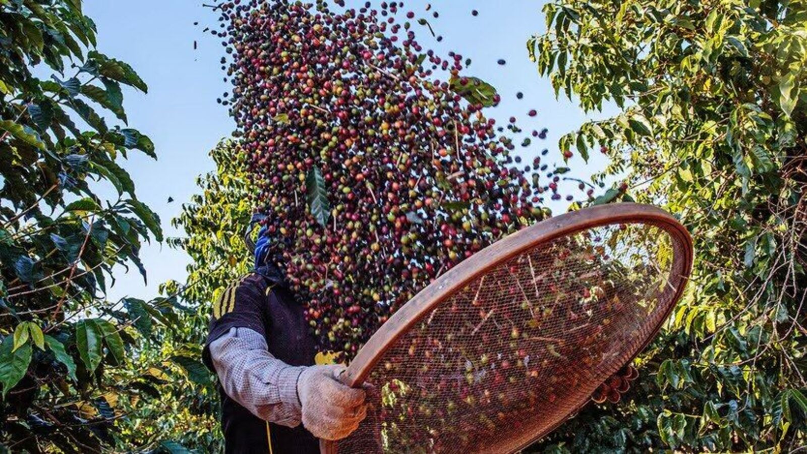 Climate Change Brews Trouble for Coffee Production