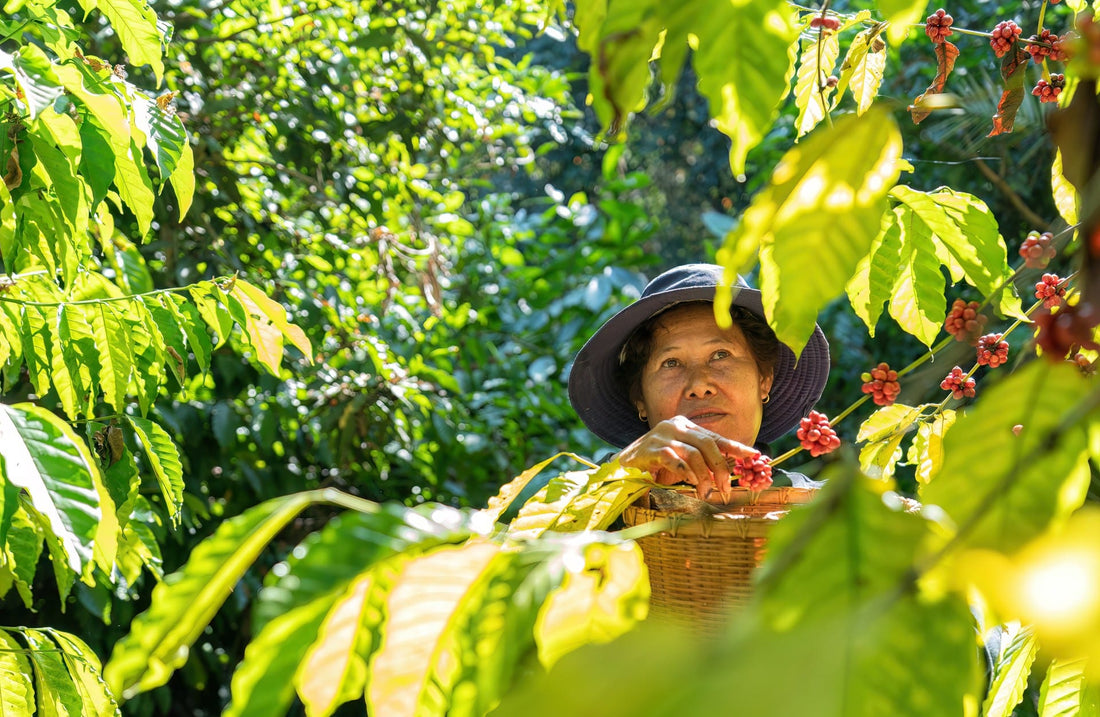 Taiwan Shines at First Cup of Excellence for Specialty Coffee