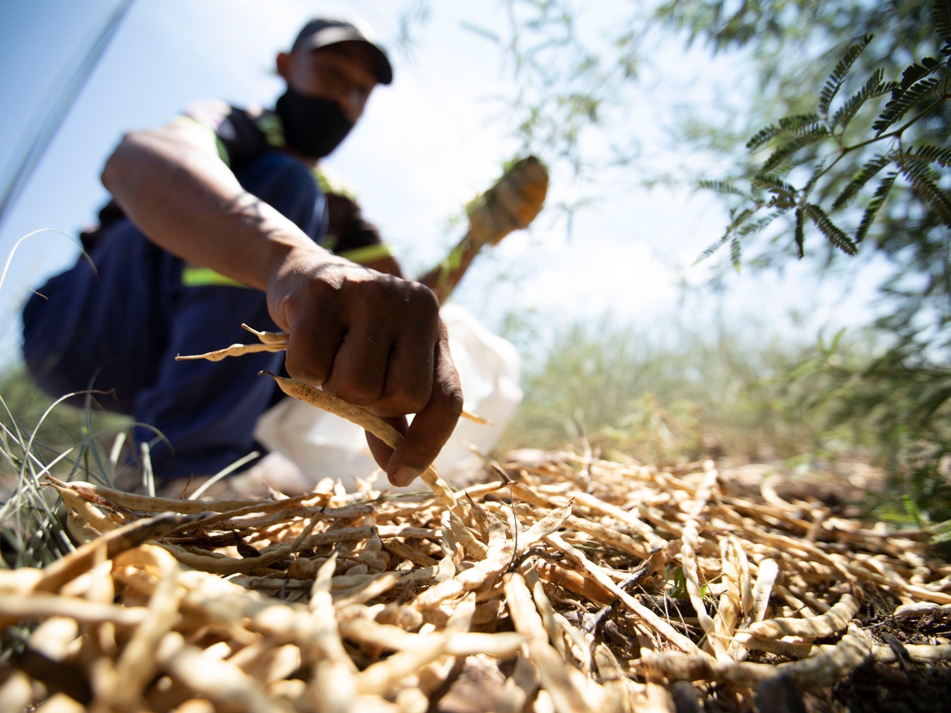 Sip of Hope - Manna Brew Transforms Pests to Profits