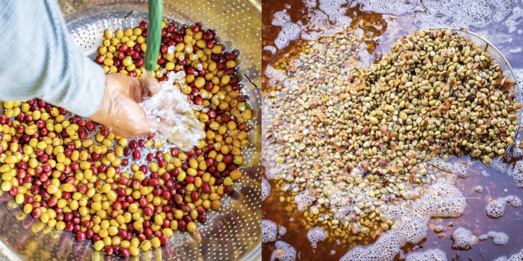 Infused vs Co-Fermented Coffees - Understanding the Differences