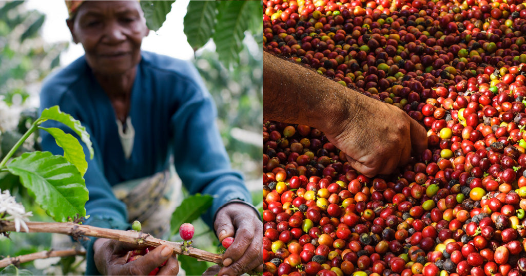 Navigating the Future of Coffee - Beyond Just New Varieties