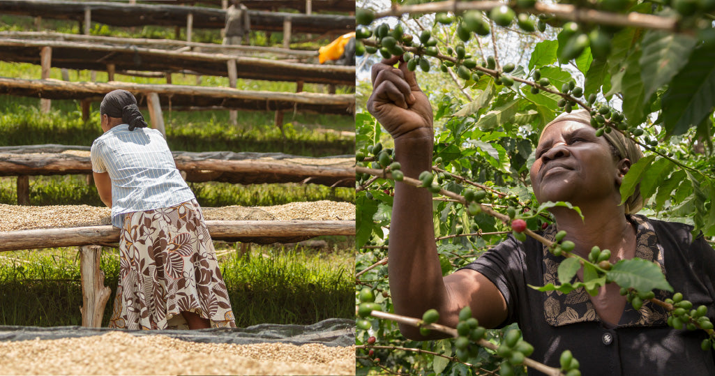 Small Coffee Farmers Struggle for Fair Prices Amid Wealth Gap