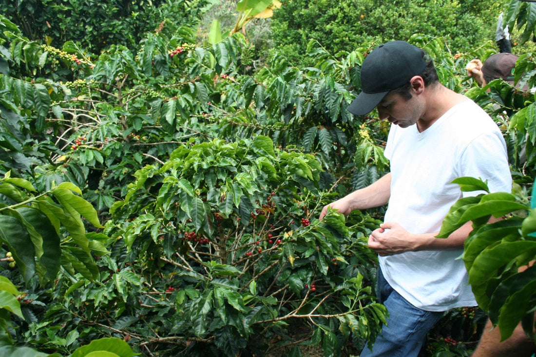 Fresh Colombian Coffee - Devoción's Unique Farm-to-Doorstep Approach