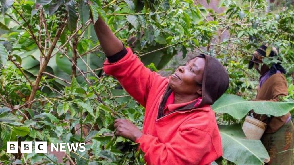 Kenya's Coffee Crisis - Farmers Face Climate Change Challenges