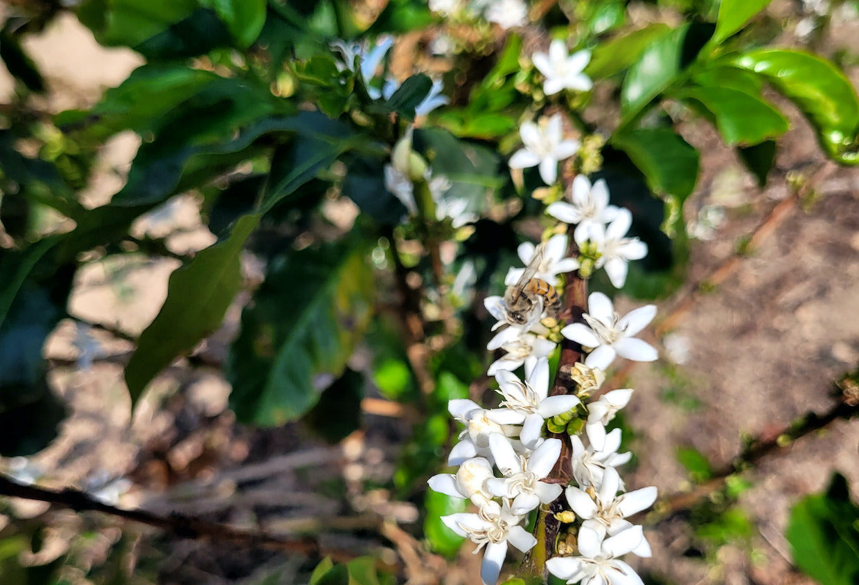 The Future of Coffee - Navigating Climate Change and Genetic Innovation