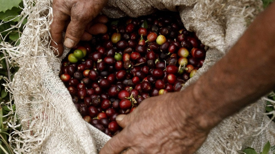 Mozambique’s Coffee Crop - A Beacon for Biodiversity and Economic Grow ...