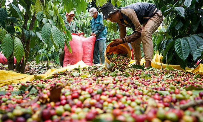 Sky-High Coffee Prices Brew Trouble for Traders