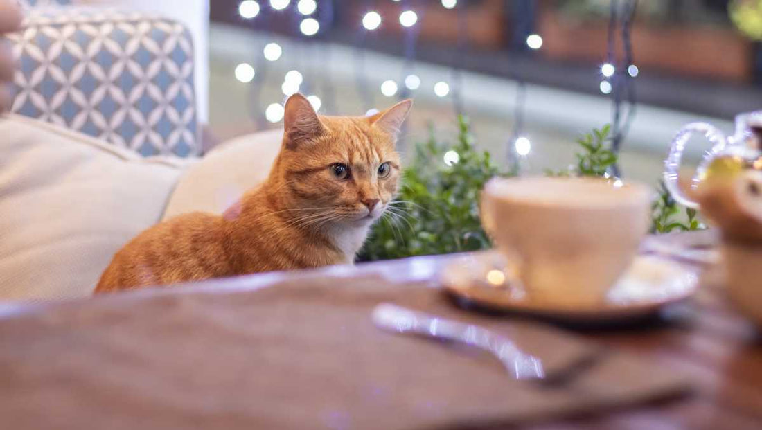 Sip Coffee & Save Cats at Little Beans Cat Cafe!