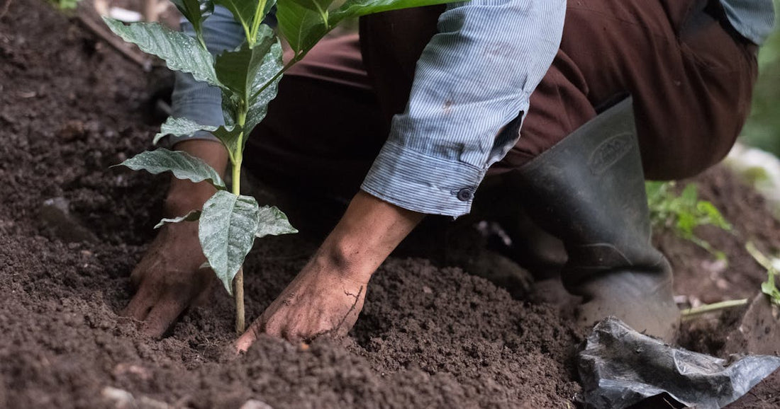 Transforming Coffee Farming for a Sustainable Future