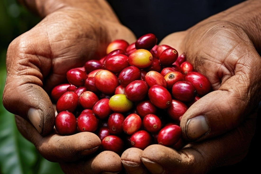 Nescafé Boosts Coffee Productivity with Regenerative Agriculture