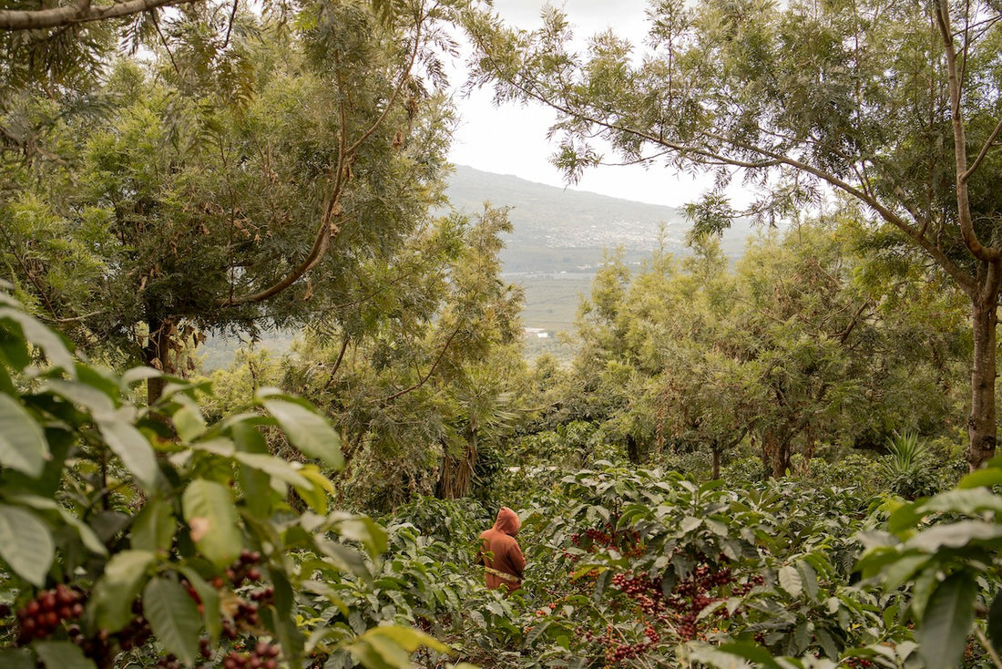 $2 Million Grant Kicks Off Coffee Sustainability Project in Four Countries