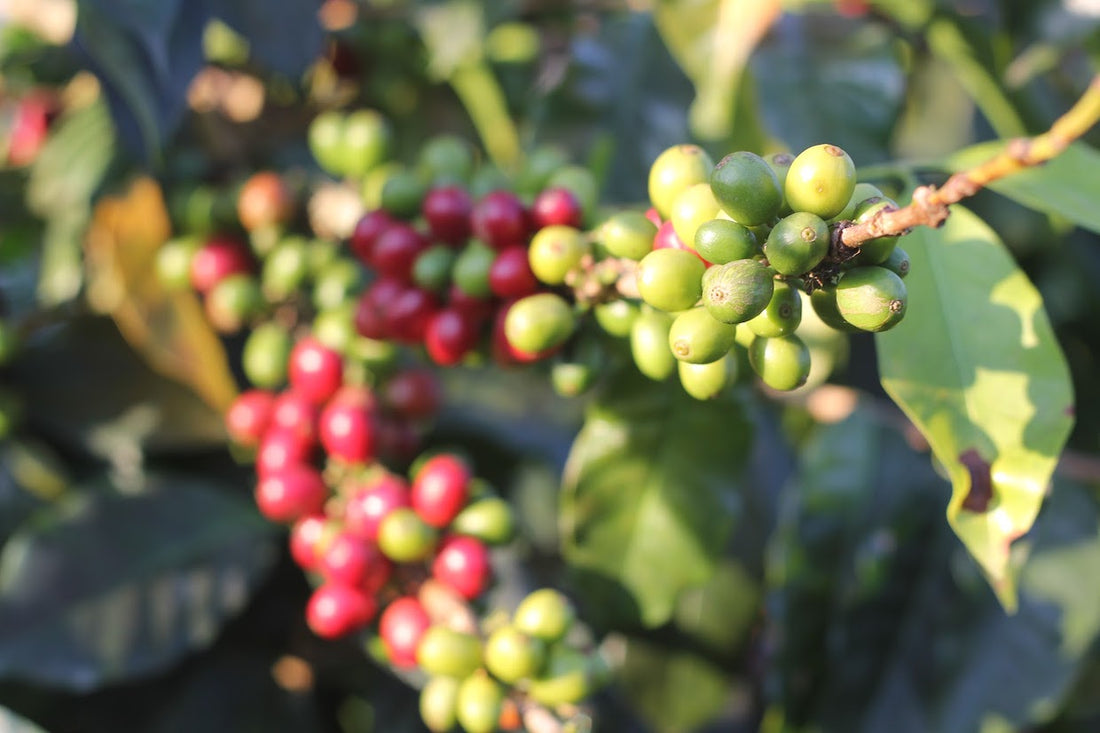 Coffee Producers Lead the Way in Climate Change Adaptation Strategies