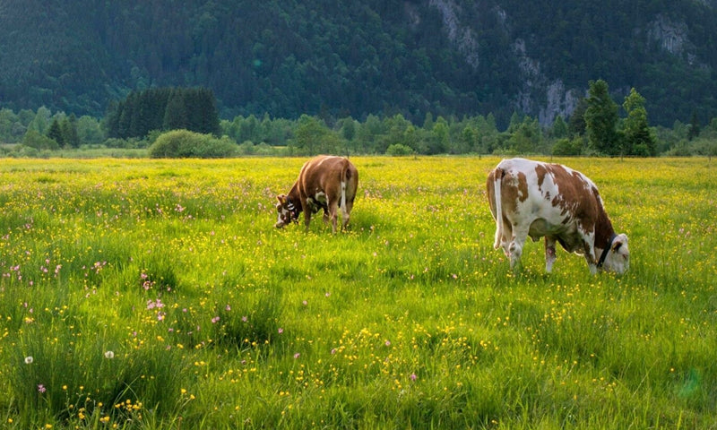 New Partnership Elevates New Zealand's Milk Coffee Experience