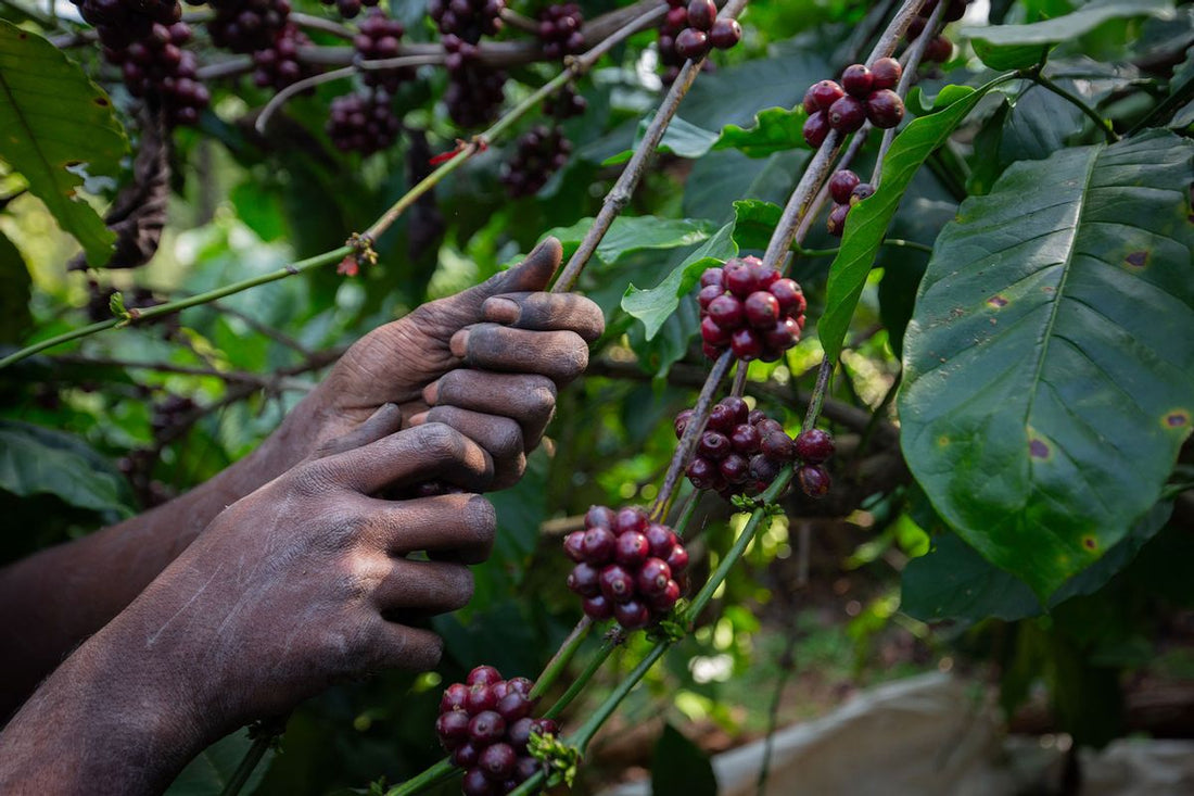 Climate Change Threatens Your Morning Brew