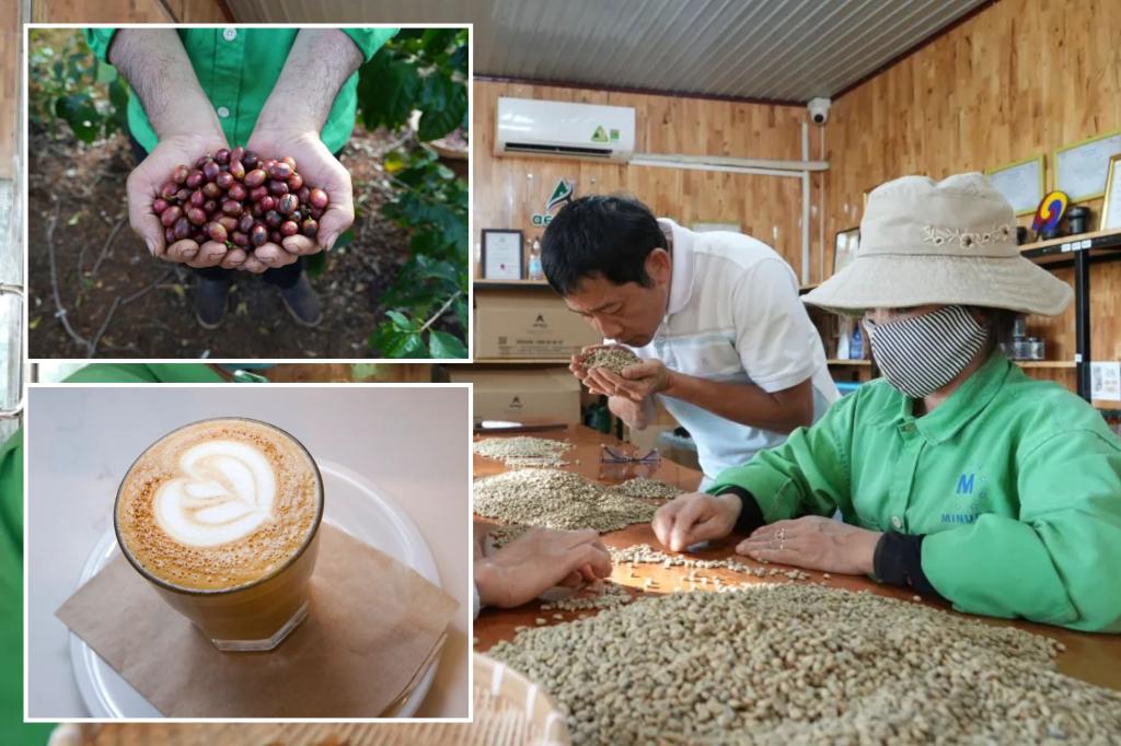 Vietnam's Coffee Crisis - Robusta Bean Prices Soar Amid Drought