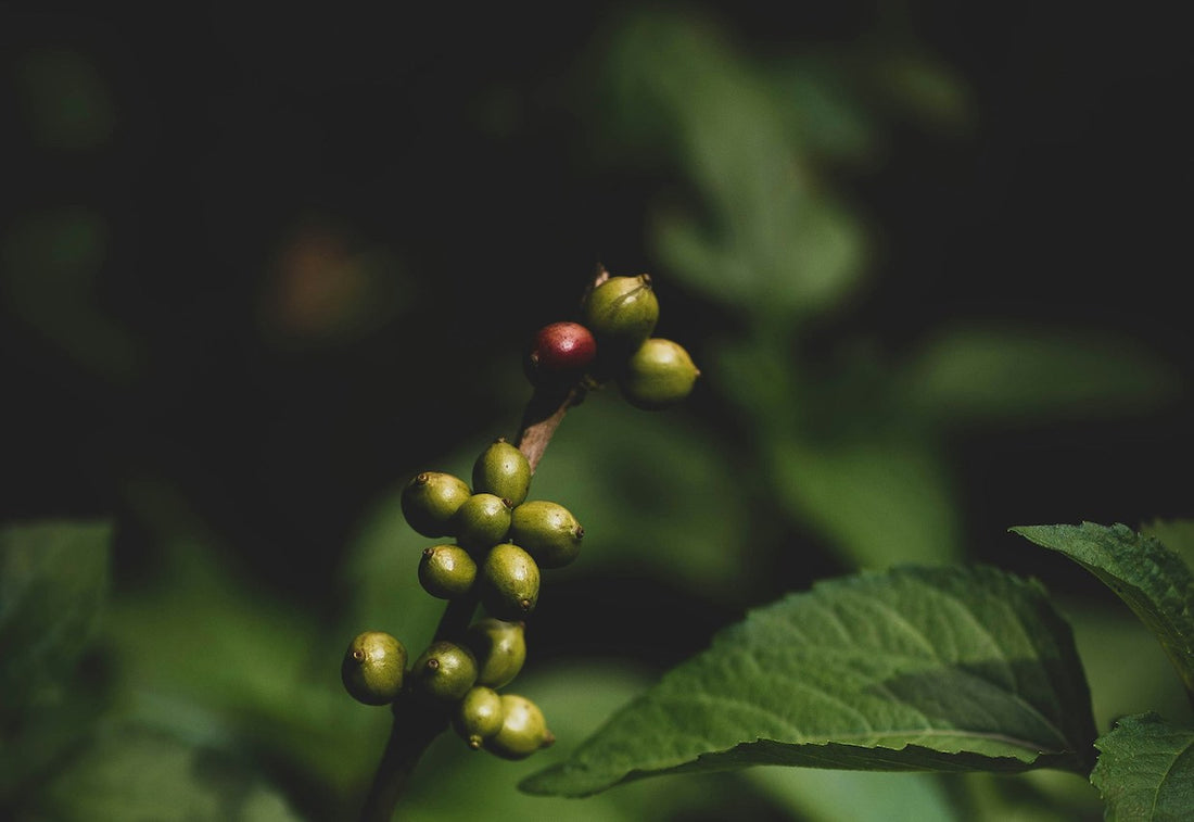Royal Coffee Soars with Regenerative Organic Certification