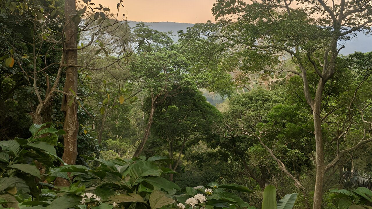 Shade-Grown Coffee - A Win for Biodiversity & Farmers