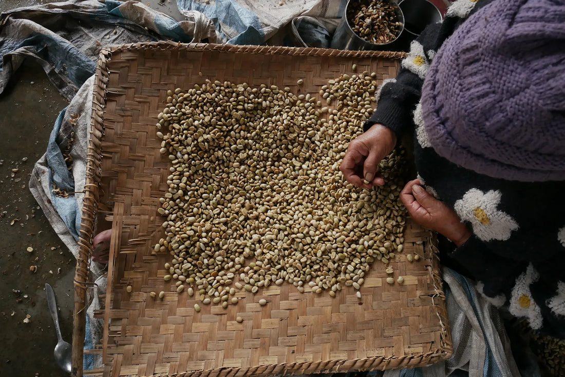 Brewing Trouble - Sumatra's Coffee Crisis