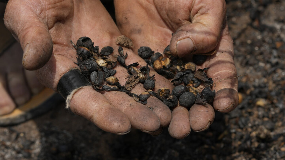 Coffee Crisis - Brazil Faces Drought and Wildfires Impacting Harvests